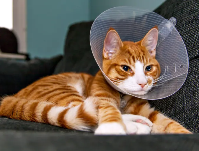 Orange Cat Sitting on a Couch with a Cone